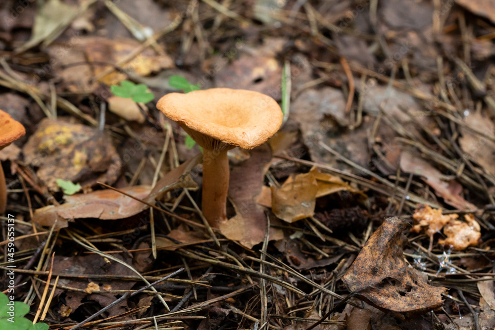 Mushroom called Clitocybe gibba. Autumn mushroom of gray-yellow color in the forest. Mushroom called Clitocybe gibba. Autumn mushroom of gray-yellow color in the forest.