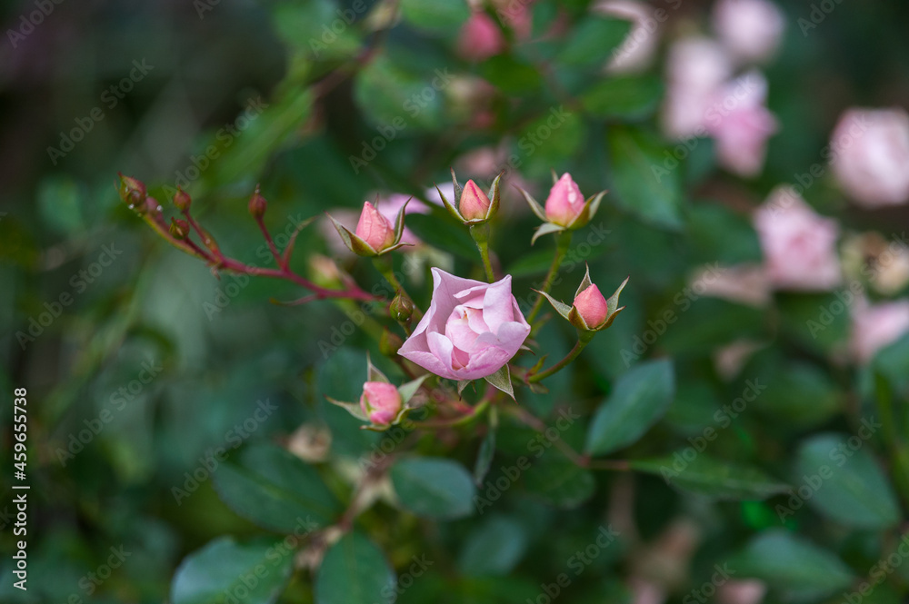 One blooming rose and five buds One blooming rose and five buds