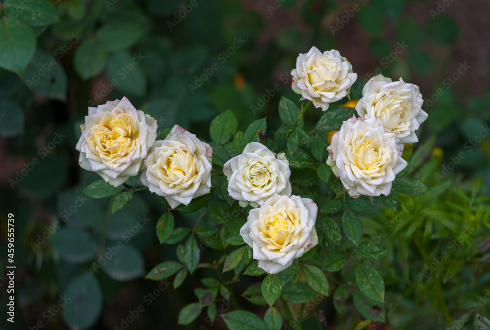 Roses that grow in a flower bed Roses that grow in a flower bed