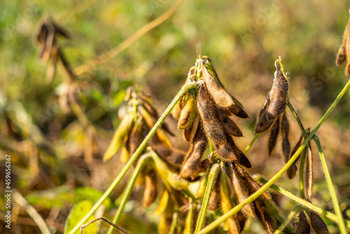 Autumn ripe soybeans background material