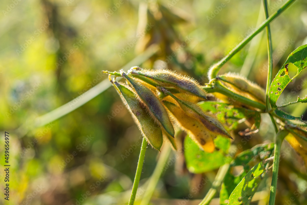 Autumn ripe soybeans background material Autumn ripe soybeans background material
