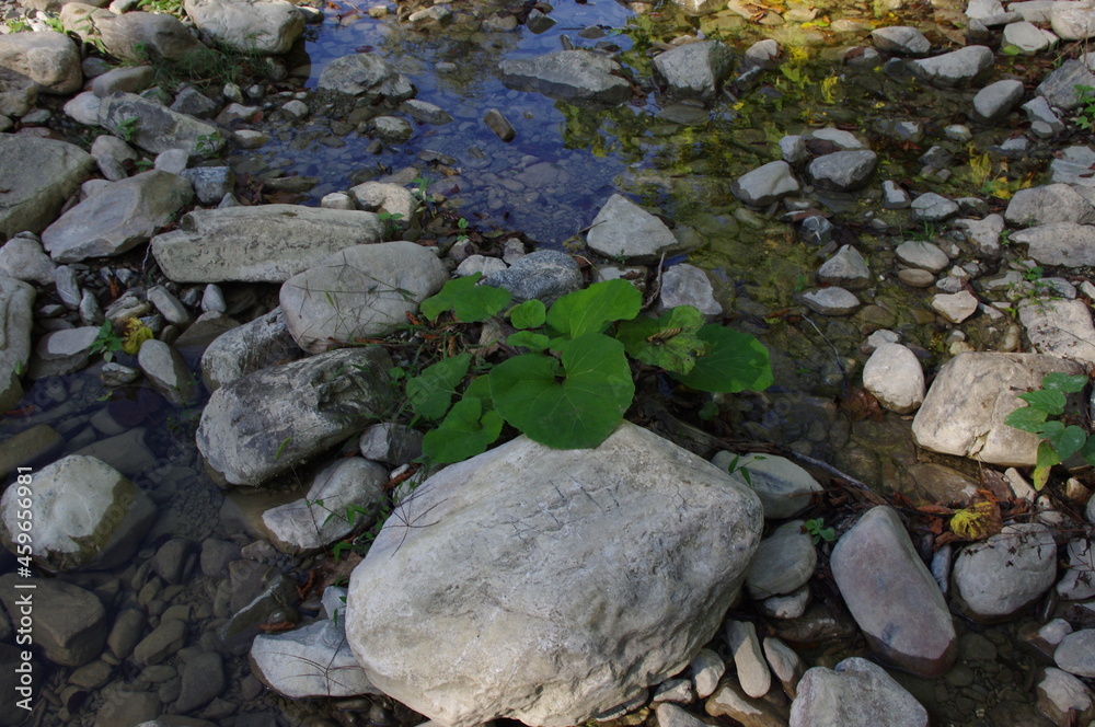 Mountain river near Sochi Mountain river near Sochi
