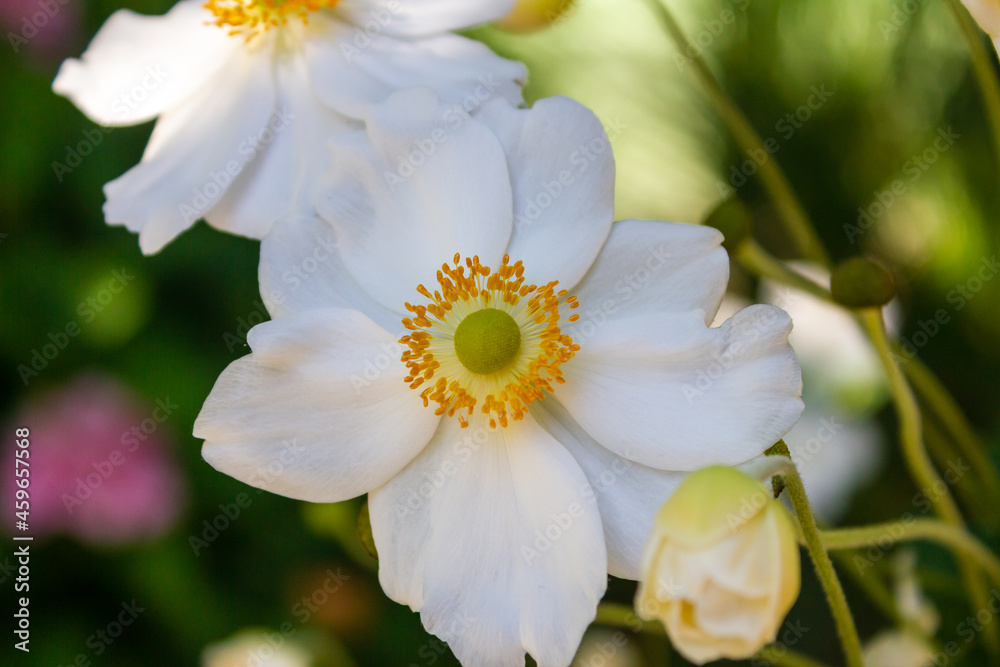 White Japanese anemone flower