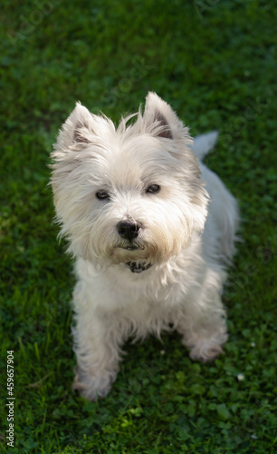 Cute West Highland White Terrier is sitting in the grass and looking at the camera