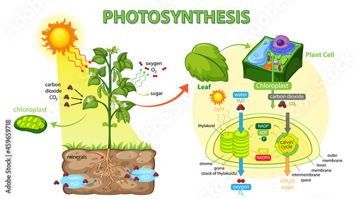 Diagram showing process of photosynthesis in plant