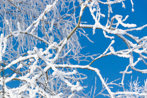 Tree branches covered with frost and snow on a cold sunny winter day against blue sky