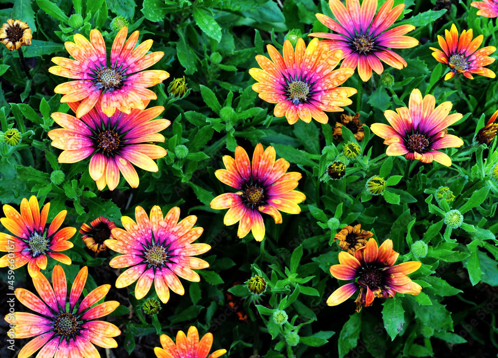 Fototapeta premium Margeritenblüten