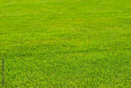 Soccer field texture close up. Grass in the stadium. Finely mown lawn for sports grounds.