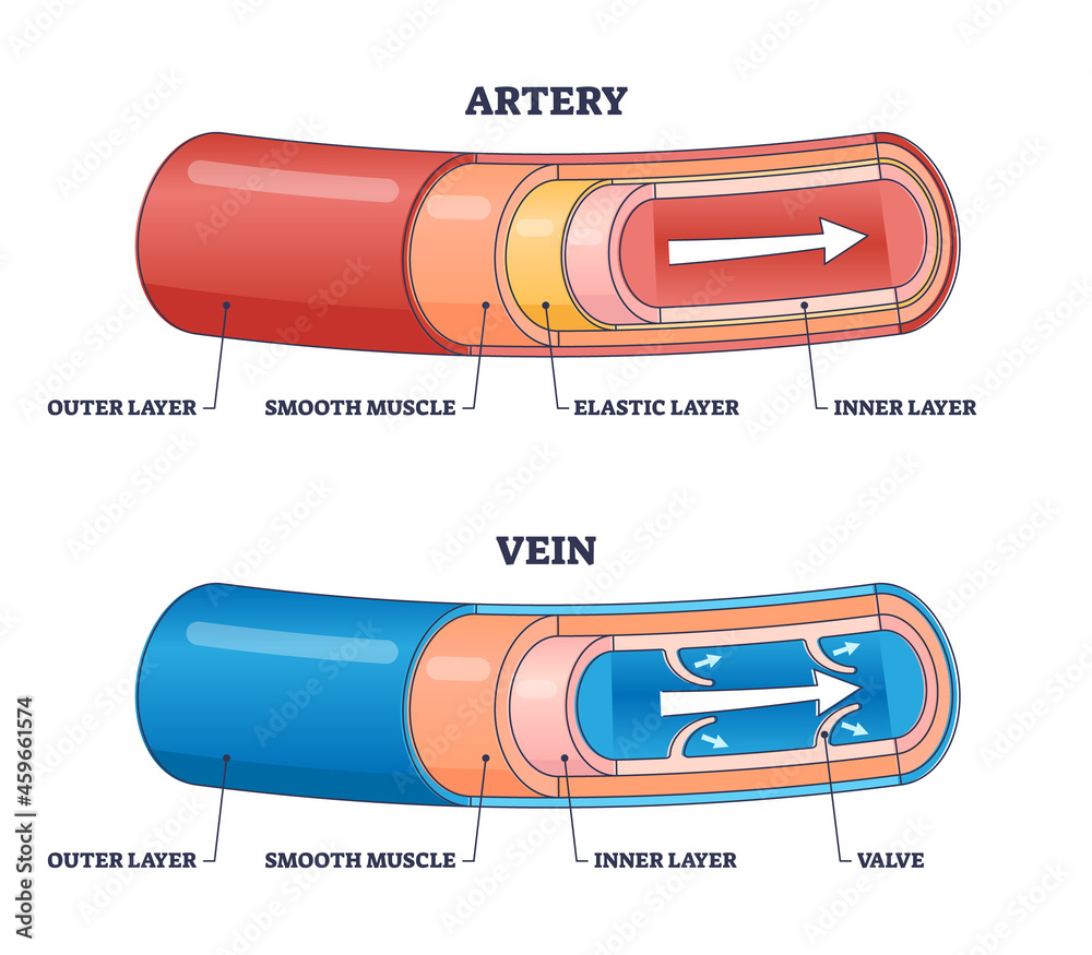 Artery Vs Vein Structure Compared With Anatomical Differences Outline Diagram Labeled