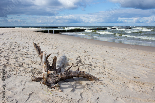 Morze Bałtyckie plaża korzeń chmury