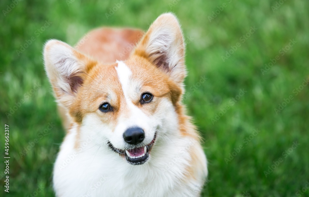 Corgi pembroke dog portrait outside in the sun. Corgi pembroke dog portrait outside in the sun.