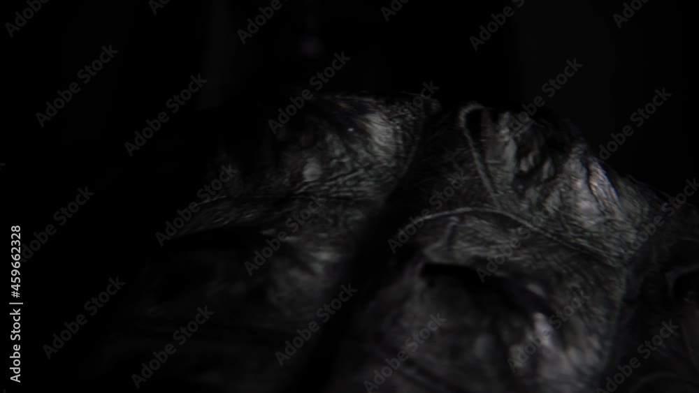 Black crocodile skin being turned by hand with dark background. Close up. Black crocodile skin being turned by hand with dark background. Close up.