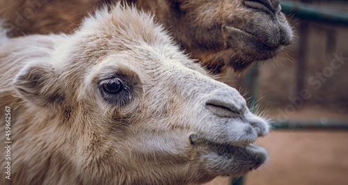 camel close up © 홍재 김