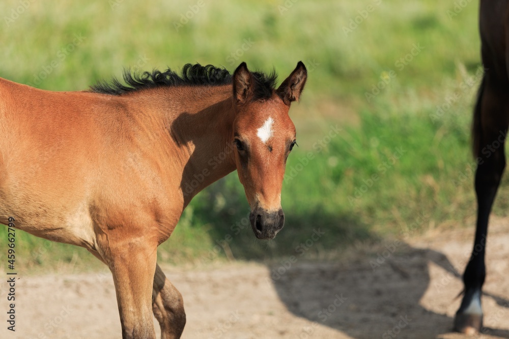 Horse chils and mother horse her beautiful foal on a field Horse chils and mother horse her beautiful foal on a field