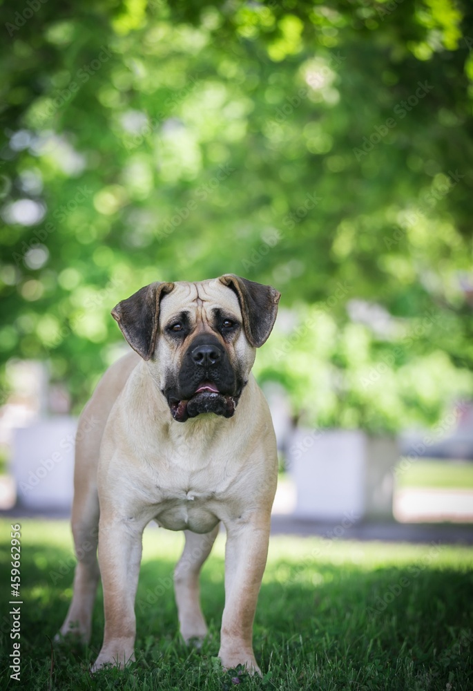 Obraz premium Dogo Canario in beautiful park outside.