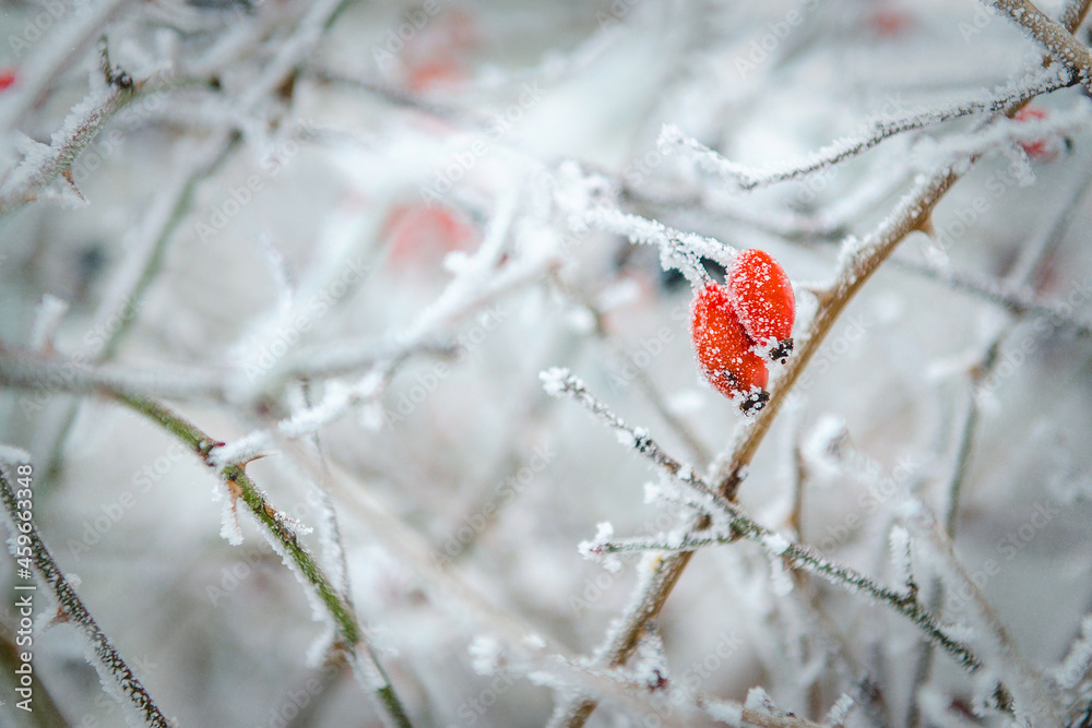 frost and snow on dry forest bushes frost and snow on dry forest bushes