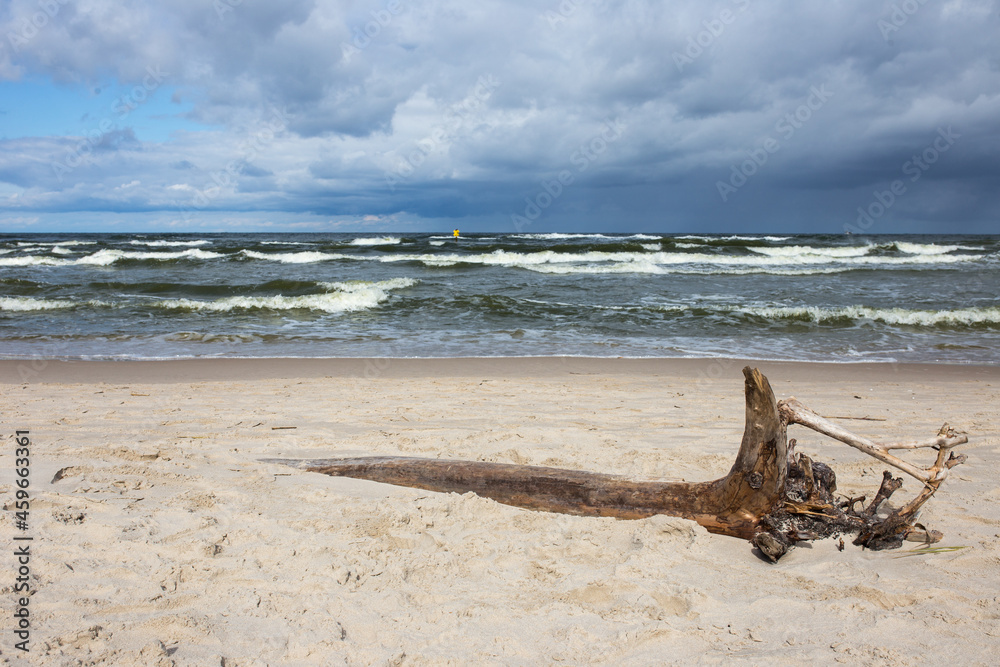 Morze Bałtyckie korzeń plaża chmury - obrazy, fototapety, plakaty 