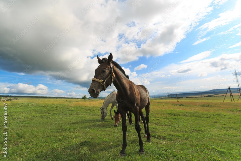 Horse runs on a green summer meadow on sunny day Horse runs on a green summer meadow on sunny day