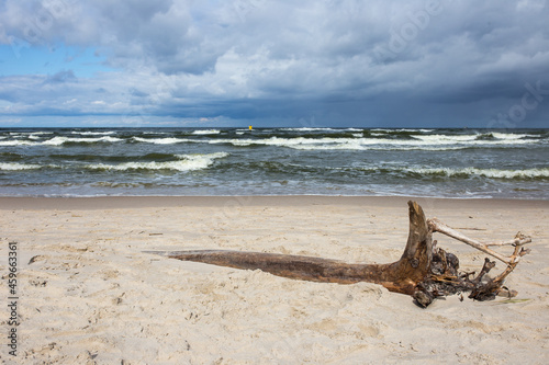 Morze Bałtyckie korzeń plaża chmury