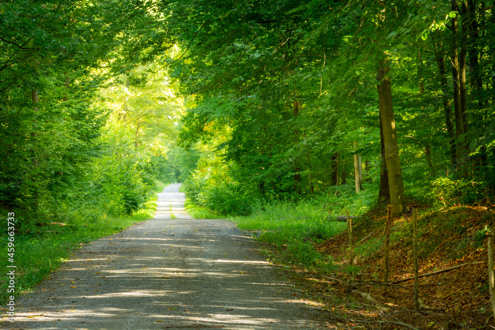 Dirt road through sunny beautiful green forest