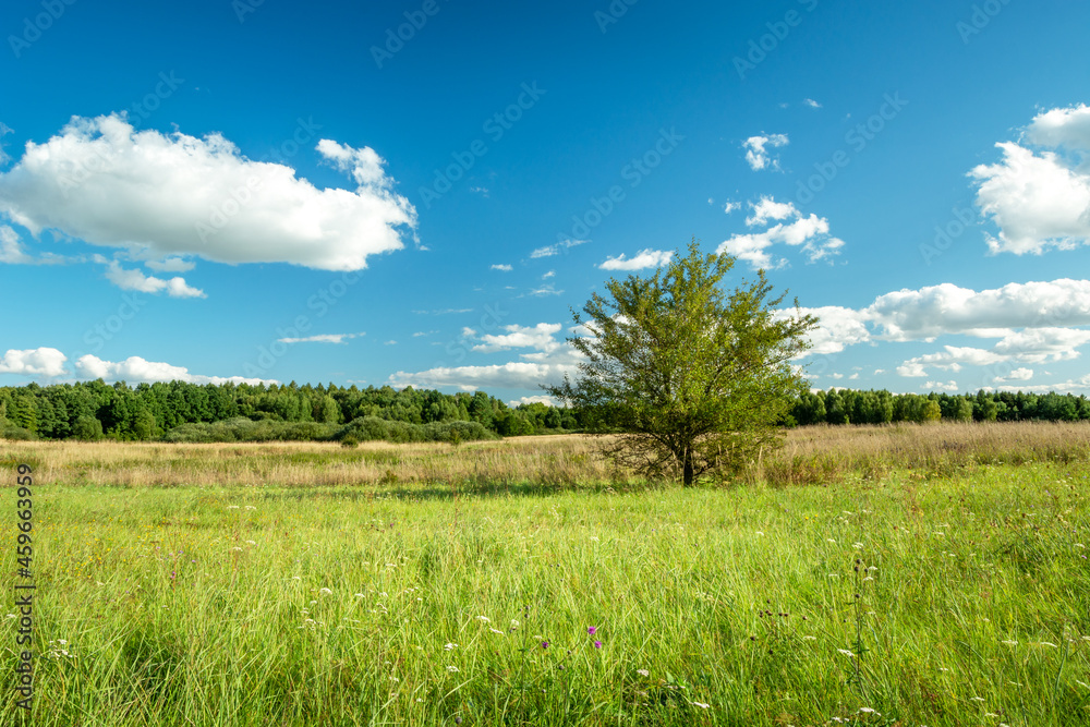 Lonely tree growing in a green meadow