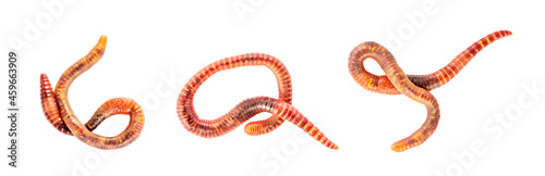 Collection of earthworms isolated on white background. Fishing worms concept.