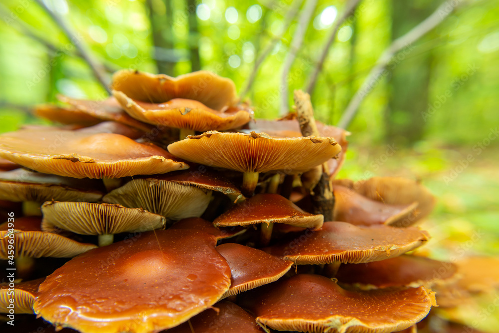 A group of brown mushrooms with gills