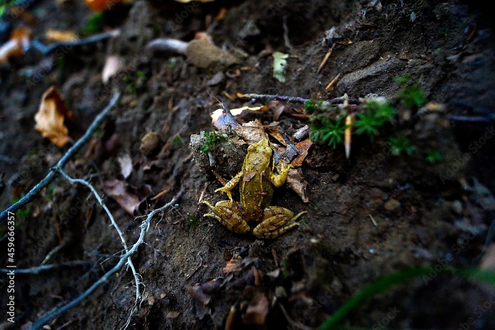 Fototapeta premium Wildlife on a forest