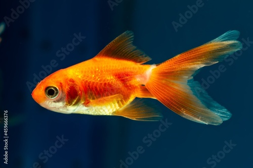 healthy juvenile oranda goldfish, popular commercial aqua trade breed of wild Carassius auratus, cute comet-like long tail ornamental fish in pet store