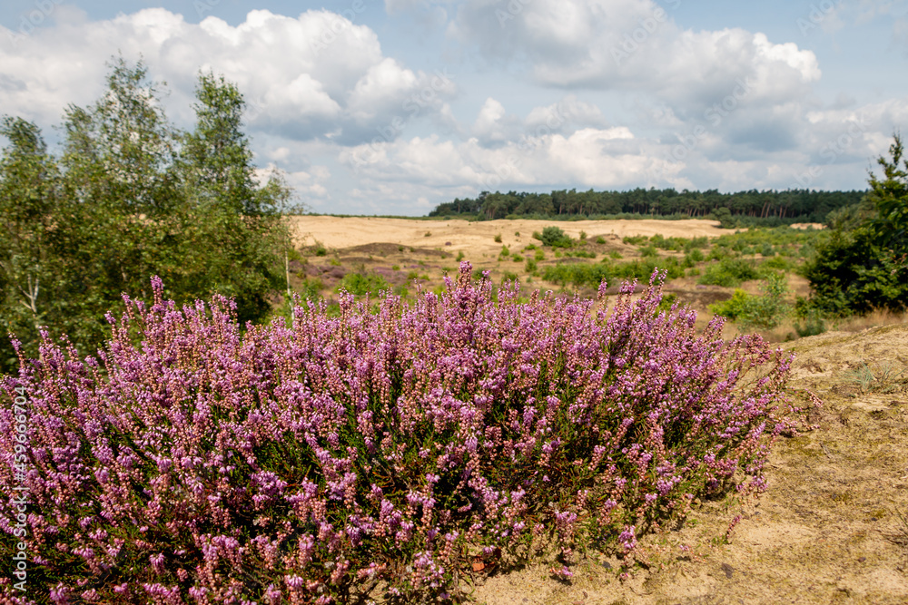 The purple flowering heather in the beautiful 'Veluwe' landscape on a beautiful summer day, province of Gelderland, the Netherlands The purple flowering heather in the beautiful 'Veluwe' landscape on a beautiful summer day, province of Gelderland, the Netherlands