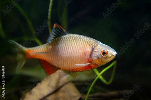 bitterling adult male in bright spawning coloration swim in a planted freshwater biotope aquarium, beautiful ornamental species, dark low light concept