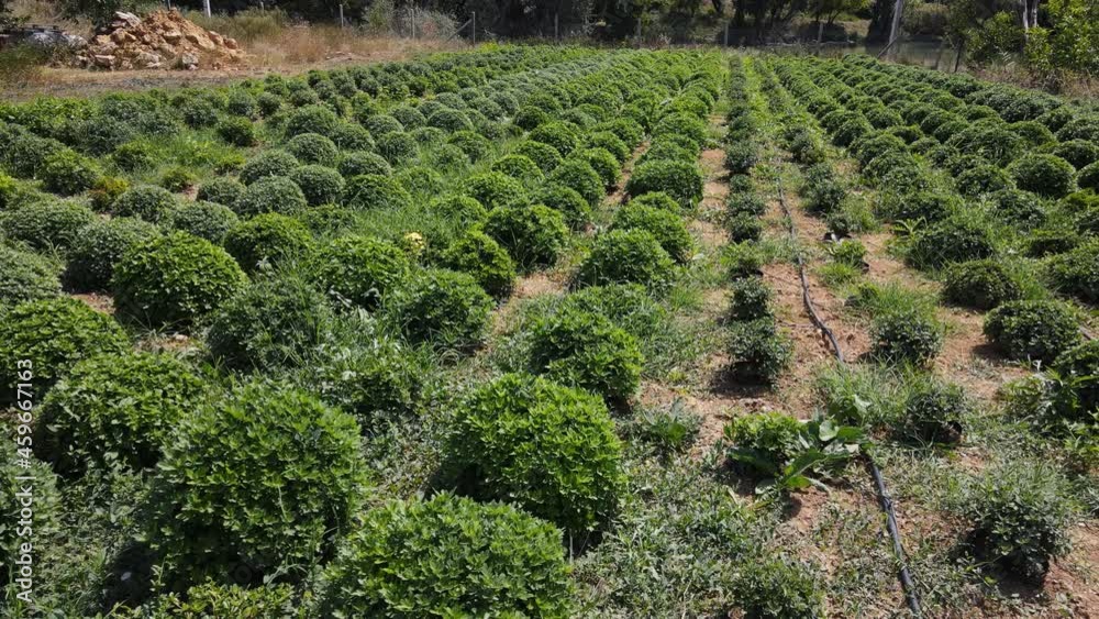 farm frames with planted chrysanthemums for sale farm frames with planted chrysanthemums for sale