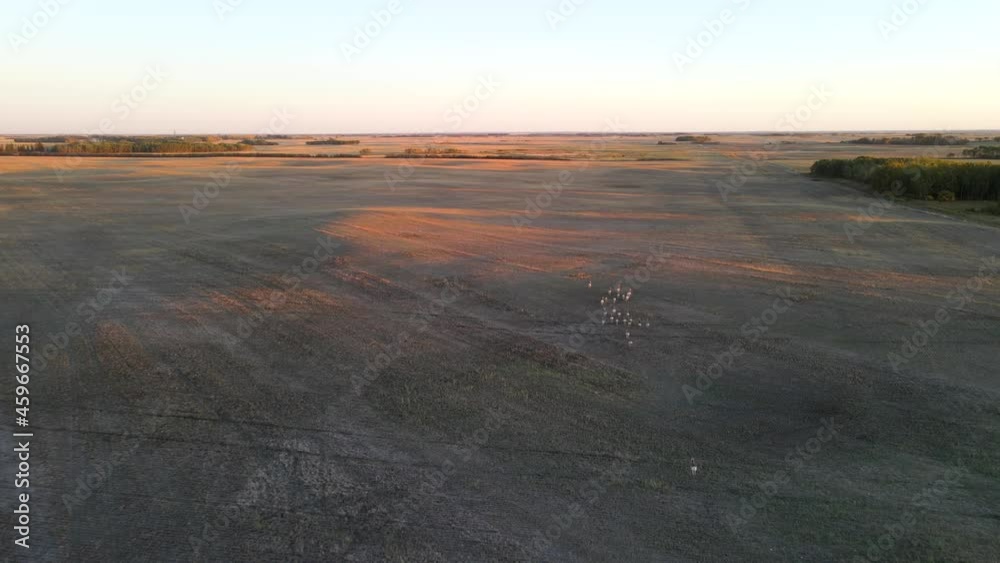 Aerial view of pronghorn antelope herd being chased from above during sunset in Alberta, Canada. Aerial view of pronghorn antelope herd being chased from above during sunset in Alberta, Canada.