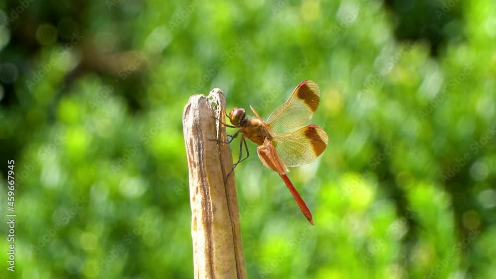 Korean Red Dragonfly Firecracker Skimmer Perched on Rot Dry Plant and Moving Head Around, 4k close-up macro Korean Red Dragonfly Firecracker Skimmer Perched on Rot Dry Plant and Moving Head Around, 4k close-up macro