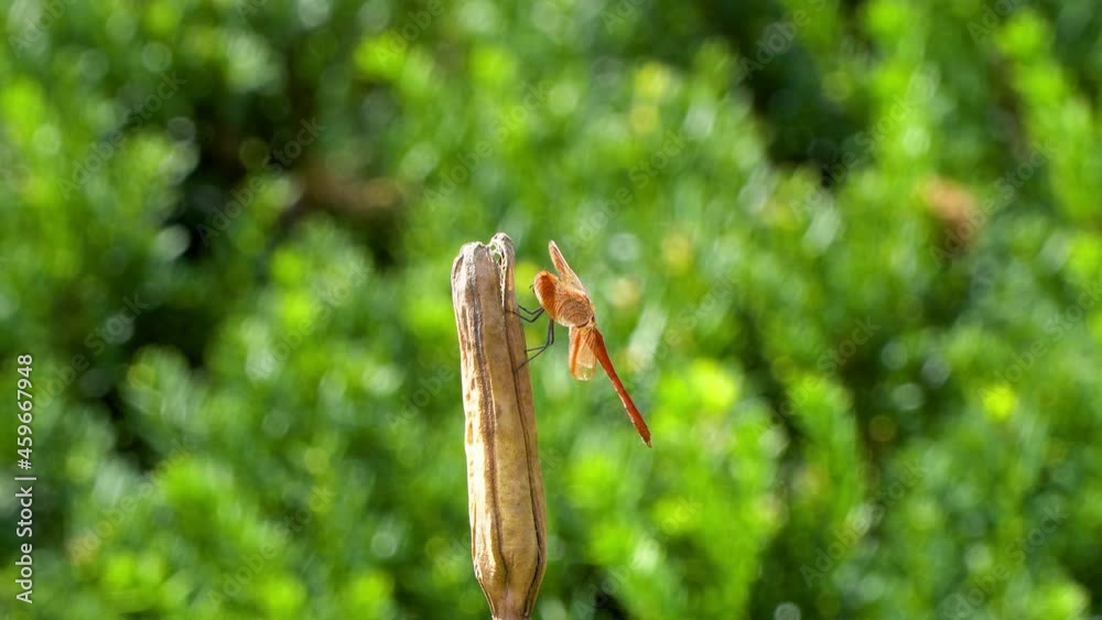Korean Red Dragonfly Firecracker Skimmer Perched on Rot Dry Plant in a Garden - side view Korean Red Dragonfly Firecracker Skimmer Perched on Rot Dry Plant in a Garden - side view