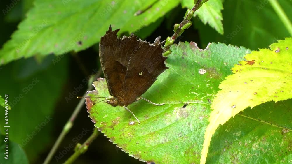 A scarce tortoiseshell butterfly with orange wings and black spots flaps its wings perched on green leaf A scarce tortoiseshell butterfly with orange wings and black spots flaps its wings perched on green leaf