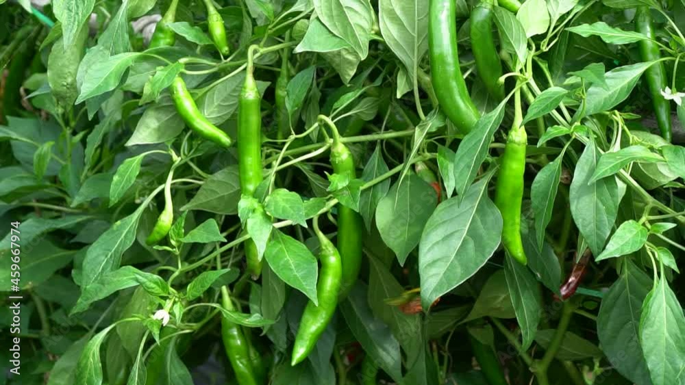 Korean Long Green Chili Pepper With Lush Foliage. Closeup, Sideways Korean Long Green Chili Pepper With Lush Foliage. Closeup, Sideways