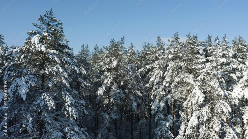 Drone shot flying in the winter pine tree forest. Slow flight in forest on winter season.
Drone shot flying in the winter pine tree forest. Slow flight in forest on winter season.
