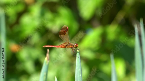 Korean Dragonfly Perched In A Tip Of A Green Plant At Summertime. Closeup photo