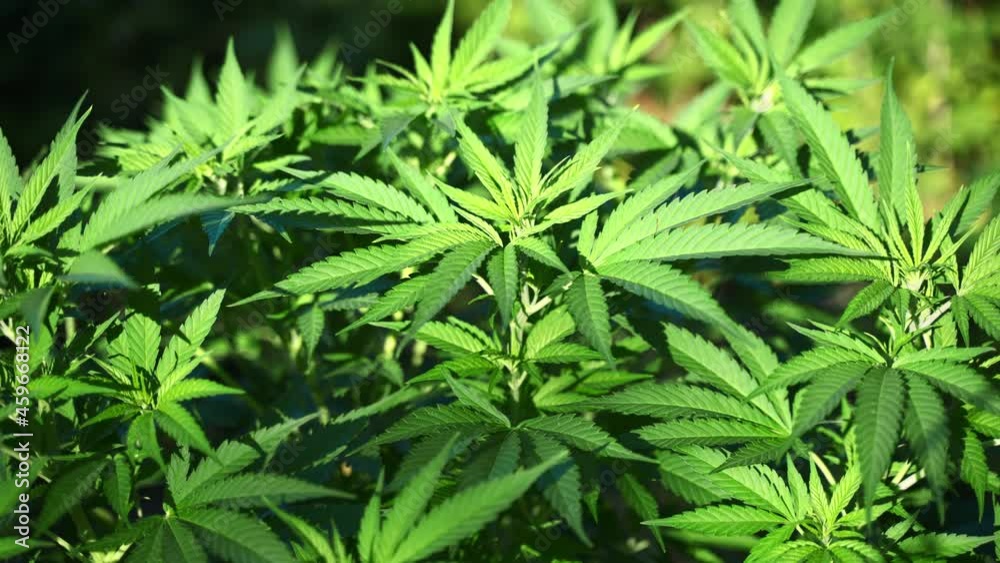 Close up shot of green Cannabis Plant shining in bright sunlight - Prores 4K Close up shot of green Cannabis Plant shining in bright sunlight - Prores 4K
