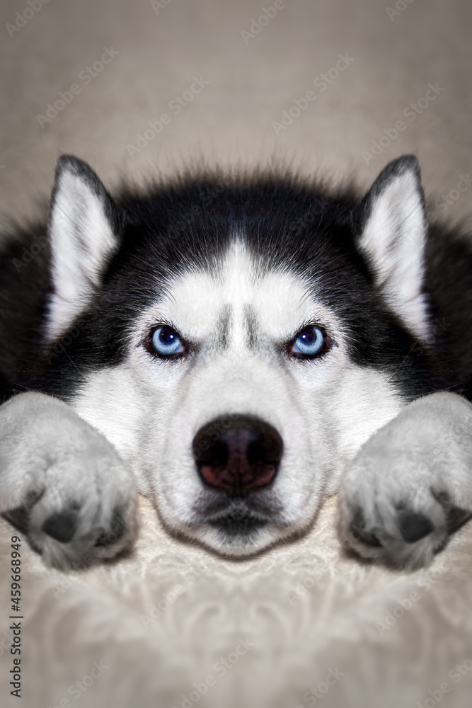 Siberian husky dog is lying on the bed. Husky dog puts his head between his paws and looks at the camera. Portrait a dog with blue eyes, front view. Close-up.