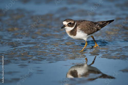 Close up of a plover looking for food in the silt