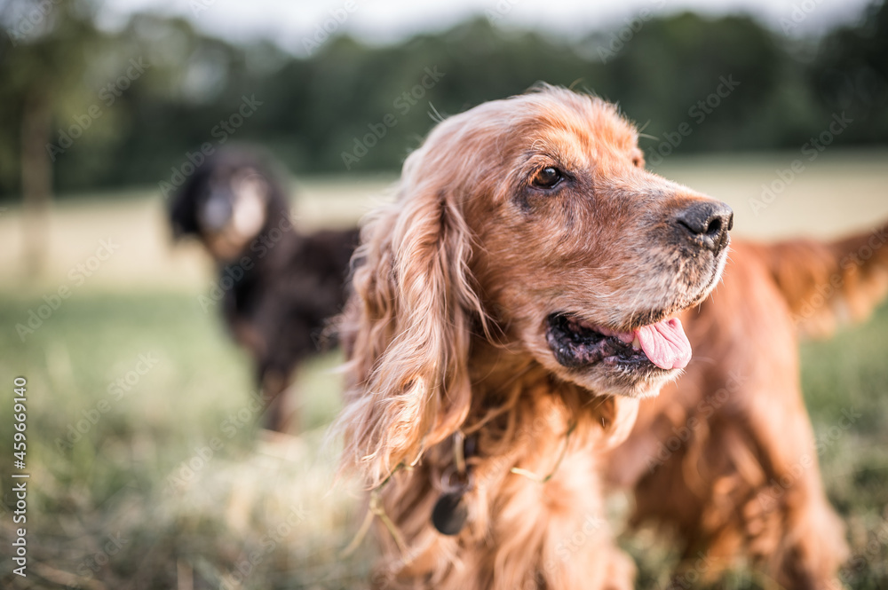 Hunde im Park