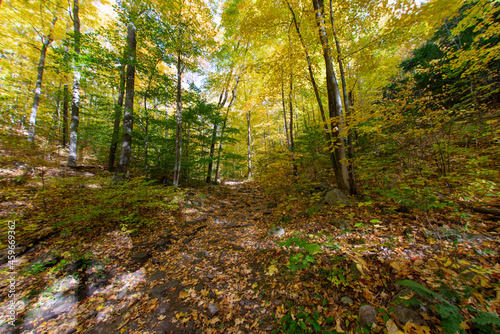 Walking trail in the heart of the Adirondacks in autumn