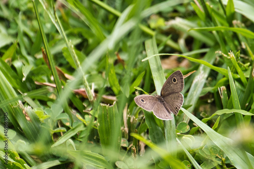 Closeup of the ringlet on the grass. Aphantopus hyperantus. photo