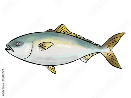 手描き　水彩風の鰤（ぶり）　Yellowtail watercolor vector illustration