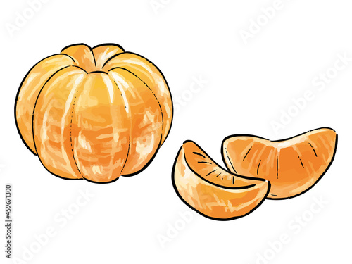 水彩風の皮をむいたみかん　Mandarin orange watercolor vector illustration