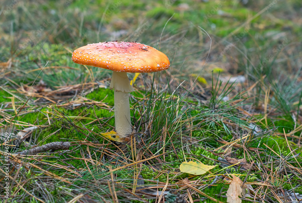 A mushroom called fly agaric in the forest. A mushroom called fly agaric in the forest.