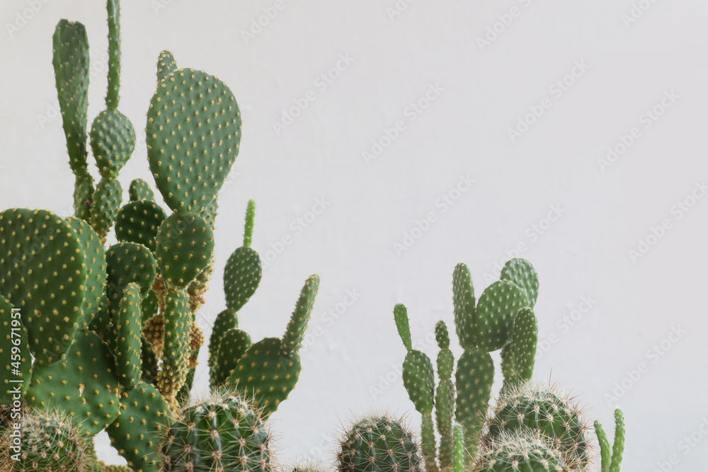 The concept of floriculture classes.Green prickly cacti of various varieties on a gray background, close-up The concept of floriculture classes.Green prickly cacti of various varieties on a gray background, close-up