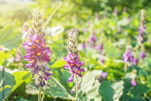 Φωτογραφία Purple kudzu flowers blooming in autumn